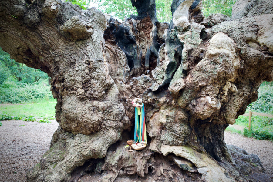 welcome to oak and thorn ceremonies.co.uk