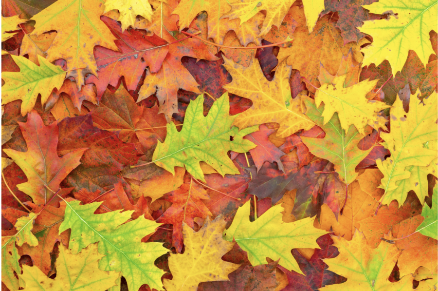 mabon