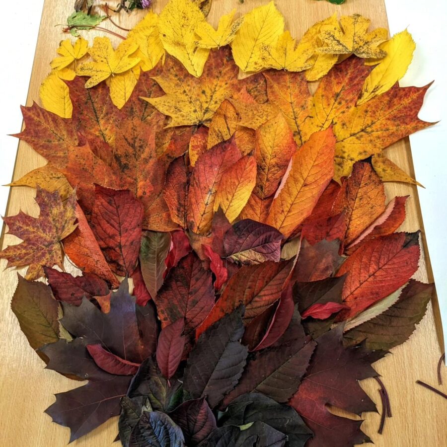 autumn leaves in a mandala